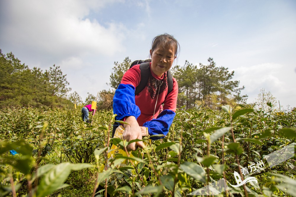 春茶采摘正当时